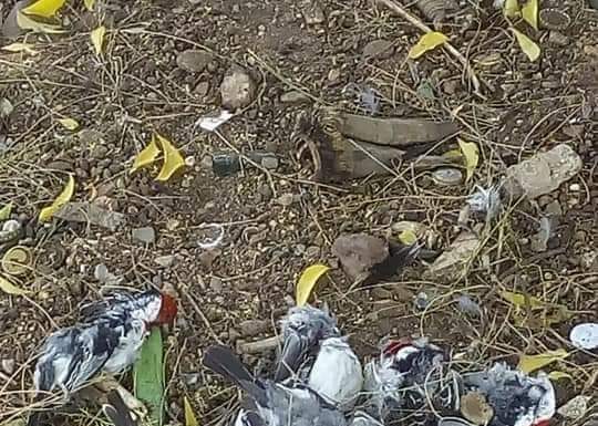 Denúncia de envenenamento de animais no distrito de Patamuté em Curacá (BA)