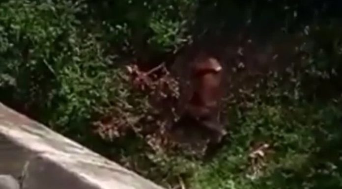 Cenas fortes de um ato de crueldade: Cavalo é jogado vivo de ponte em Pernambuco