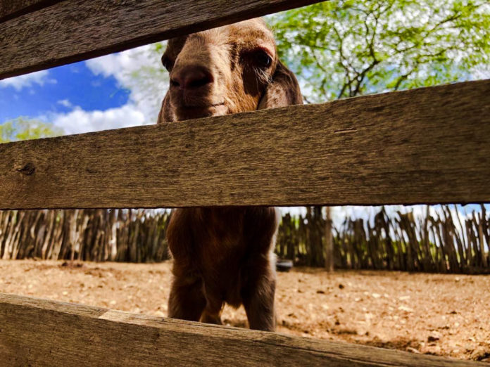 Petrolina 127 anos: Programação especial de aniversário vai contar com edição da ExpoCaroá