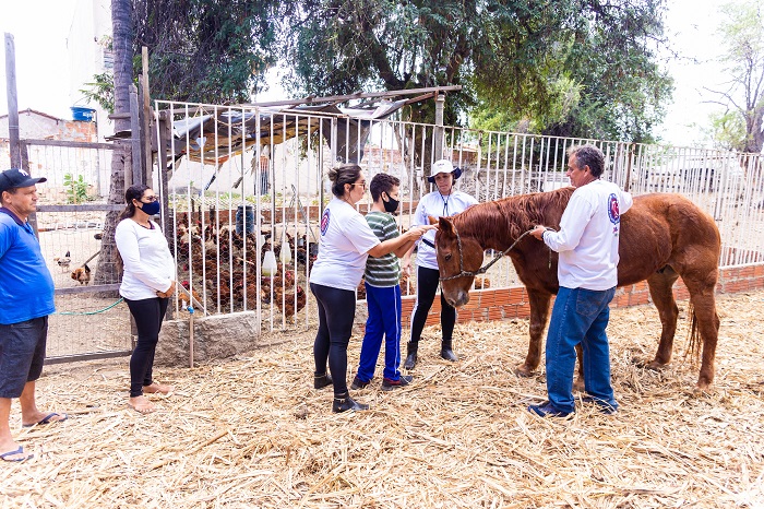 Inclusão: equoterapia melhora o desenvolvimento de crianças com deficiência em Juazeiro e pais relatam avanços