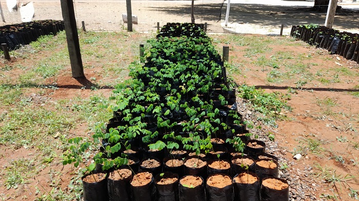 Viveiro Municipal produz mudas para arborização e doação em Petrolina