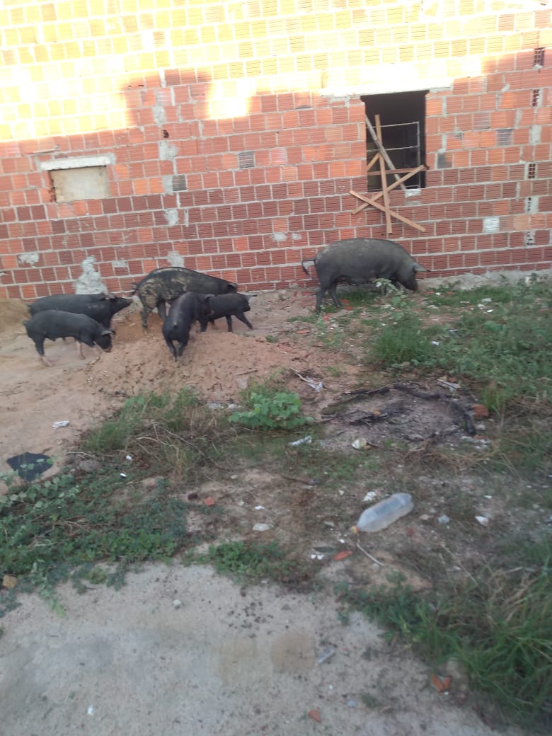 Juazeiro (BA): Moradores chamam atenção da prefeitura por suínos soltos. Quem são os donos?