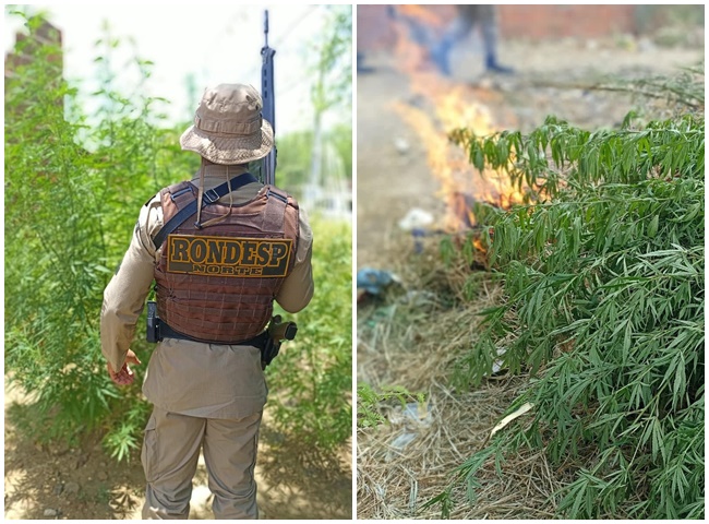 Polícia Militar da Bahia erradica plantação de maconha na área urbana de Juazeiro