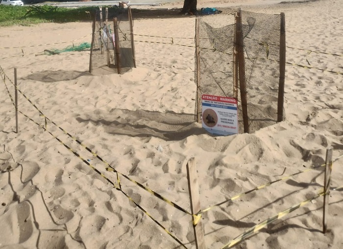 Paulista registra a identificação de 17 ninhos de tartarugas marinhas na sua costa