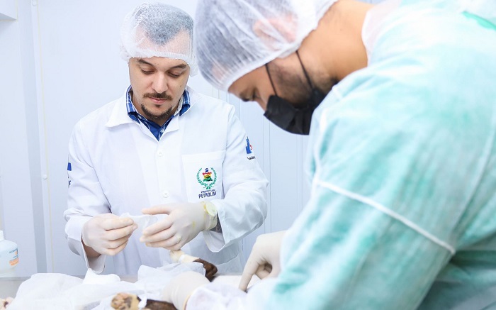 Bora Petrolina: Animais do São Gonçalo serão castrados pelo CCZ