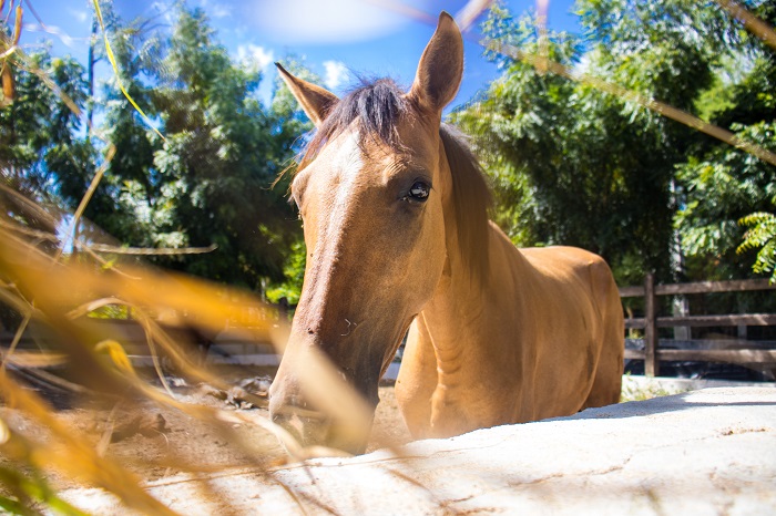 Fiscalização e apreensão de animais de grande porte soltos em vias urbanas são intensificadas pela Prefeitura de Juazeiro