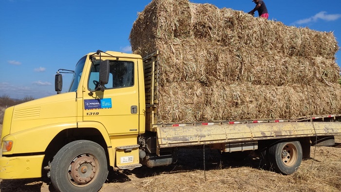 Palhada de cana-de-açúcar: Prefeitura convoca criadores rurais de Petrolina para cadastramento