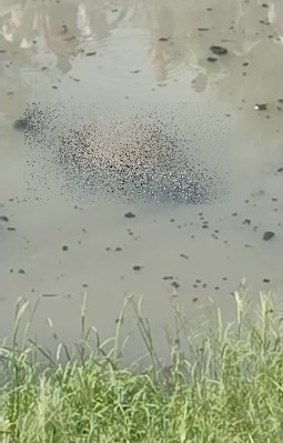 Corpo encontrado em canal do bairro Rio Corrente, em Petrolina-PE