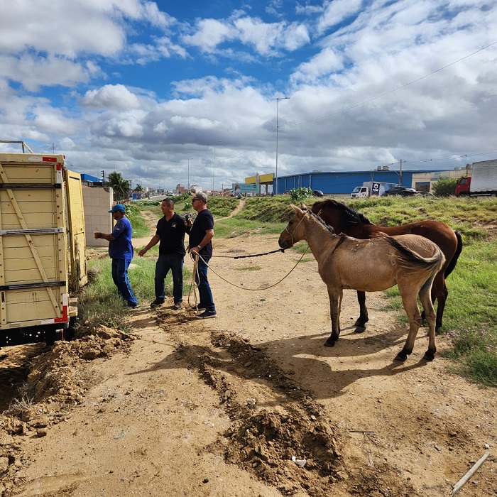 Prefeitura alerta sobre os perigos causados por animais soltos nas ruas e rodovias em Juazeiro