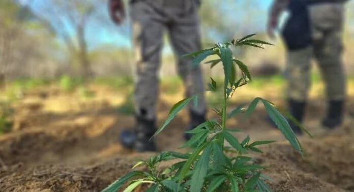 PM destrói mais de 11 mil pés de maconha em cidade no interior da Bahia