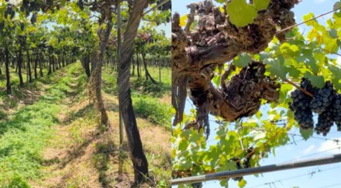 Vinícola Tropical da Cidade de Santa Maria da Boa Vista (PE), prepara lançamento histórico do Garziera Safras Centenárias na ProWine São Paulo