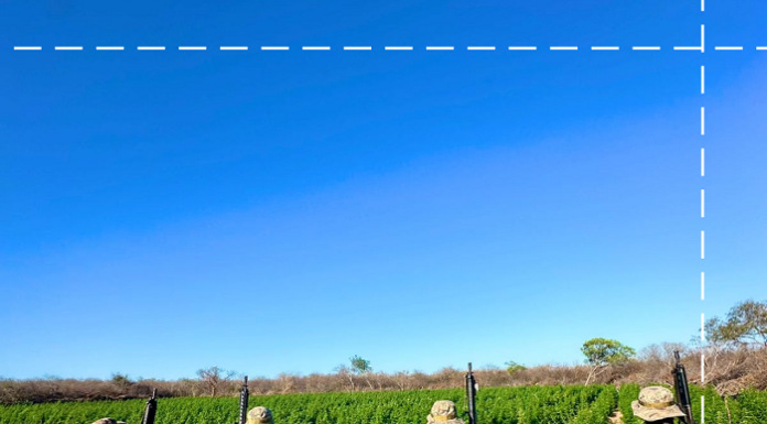 Cipe-caatinga em operação conjunta com o BEPI/PMPI, DINT E PCPI erradicam plantio de maconha em Canindé – PI