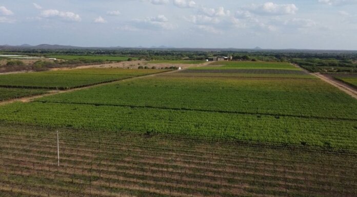 Lagoa Grande Alcança 4ª Posição nacional em produção agrícola e bate recorde em 2023