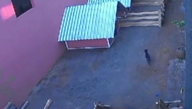 Criança de 9 anos invade hospital veterinário e mata 23 animais