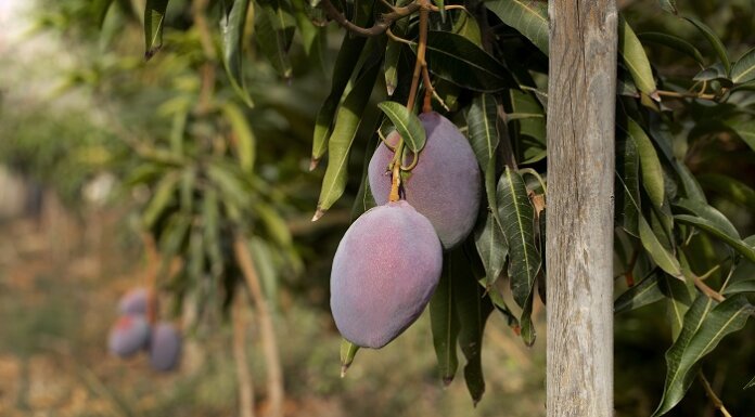 Juazeiro se manteve como o maior produtor de manga do Brasil, aponta Seagri