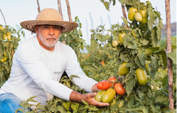 IBGE reconhece Bezerros como maior produtor de tomate de Pernambuco
