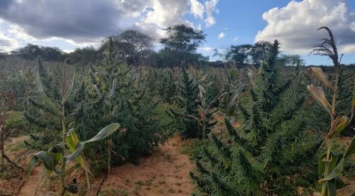 Ilhas do Rio São Francisco: Polícia Federal destrói 255 mil pés de maconha em municípios do Sertão