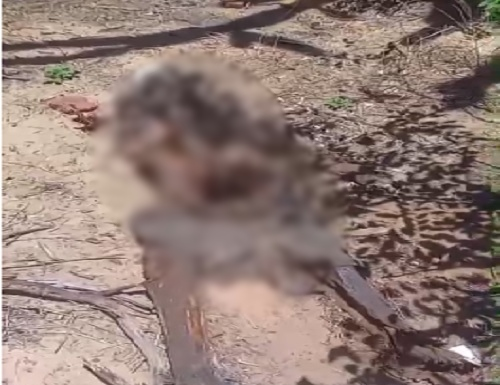 Ossada Humana de homem desaparecido é encontrada em área de mata em Petrolina; polícia investiga