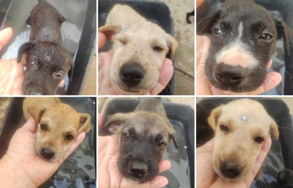 Petrolina: mais de 14 mil pessoas assinam petição por programa de castração de cães e gatos de rua