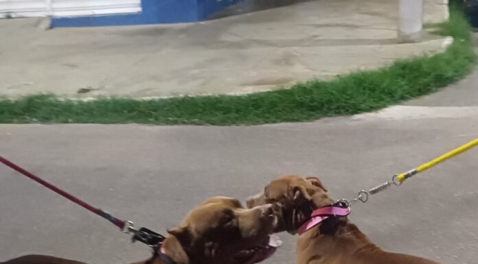 Pitbulls circulam nas proximidades do Hospital Dom Tomás e são contidos pela vigilância