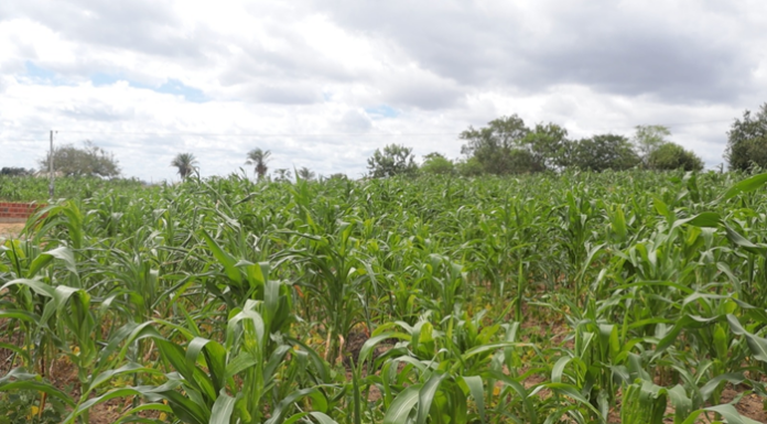 Senhor do Bonfim se consolida como referência na agropecuária com iniciativas inovadoras e apoio aos pequenos produtores