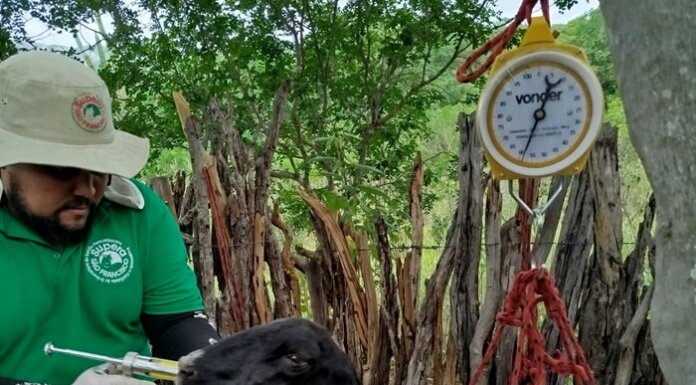 IFSertãoPE abre duas mil vagas para curso FIC em Controle de Verminose em Caprinos e Ovinos para produtores de municípios baianos