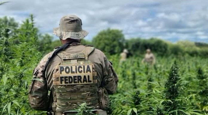 Polícia Federal destrói 134 mil pés de maconha em operação no sertão