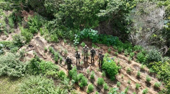 PM: 20 mil pés de maconha são encontrados e destruídos na Bahia