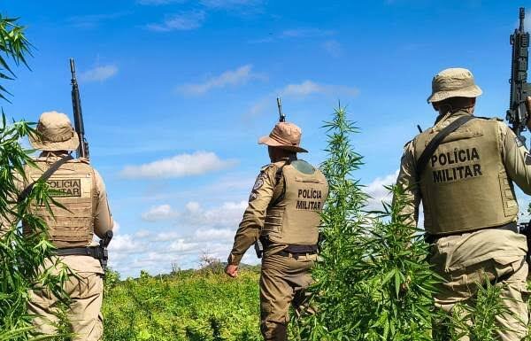 Polícia Militar erradica mais de 15 mil pés de maconha em Curaçá(BA)