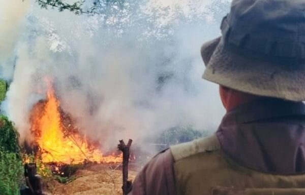 PMBA, através da 74ª CIPM/RURAL, erradica plantio de maconha na zona rural de Juazeiro