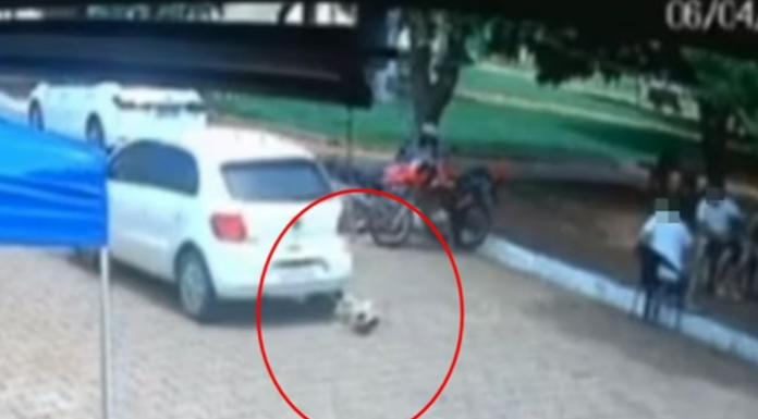 Vídeo: vereador passa com carro em cima de cadela e não presta socorro
