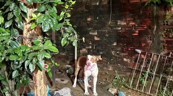 Bebê de três meses morre ao ser atacado por pitbull no Grande Recife (PE)