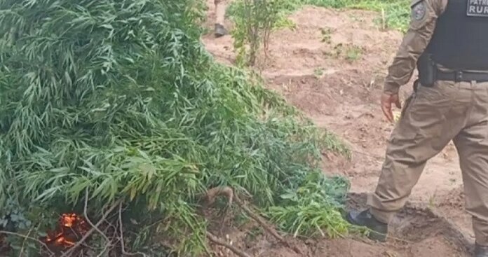 PM erradica quase 10 mil pés de maconha em plantação clandestina no sertão da Paraíba