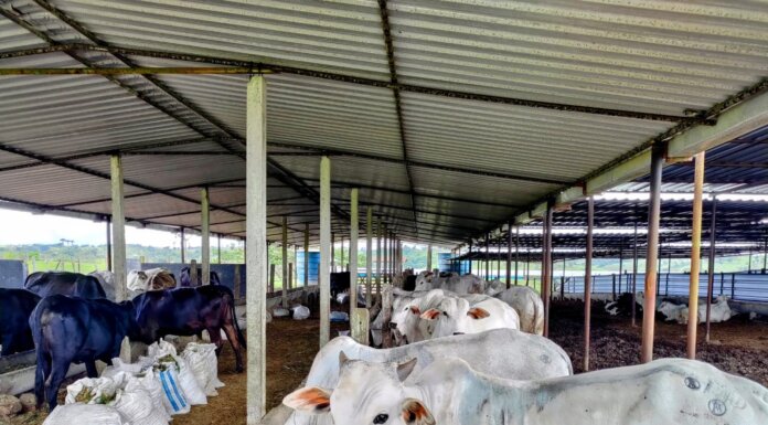 Pernambuco é reconhecido como zona livre de febre aftosa sem vacinação pela Organização Mundial de Saúde Animal