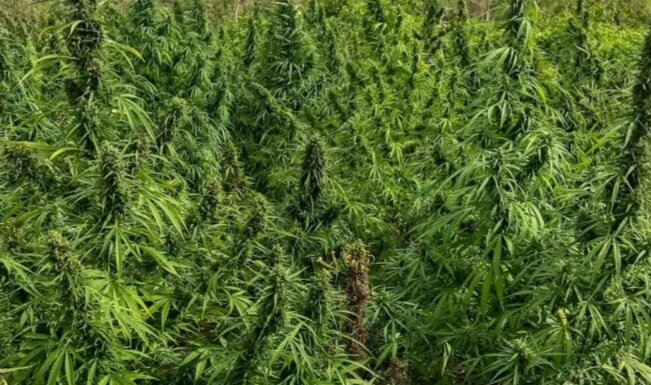 Operação policial erradica mais de 100 mil pés de maconha em Curaçá