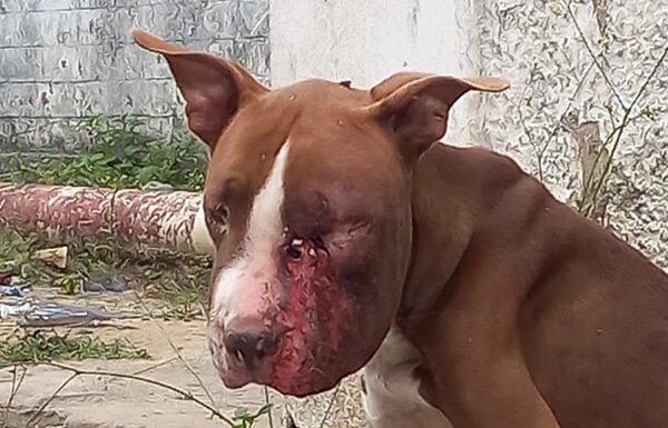 Mulher é presa em flagrante por maus-tratos a animal em Olinda; deputado Romero Albuquerque resgatou a vítima