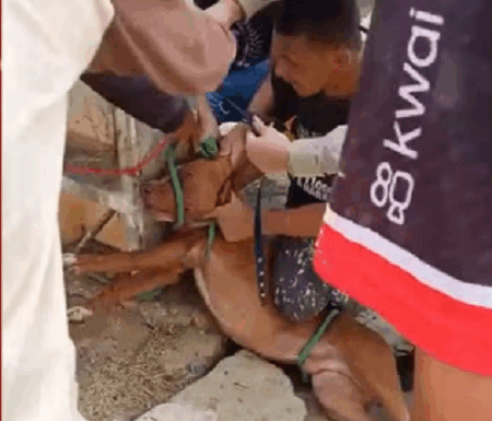 Ataques de cachorros deixam mais de 30 animais mortos e três pessoas feridas na Bahia