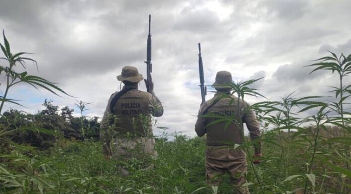 Polícia Militar erradica quase 18 Mil Pés de maconha em Curaçá (BA)