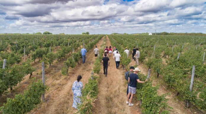 Cresce interesse internacional pelos vinhos do Vale do São Francisco