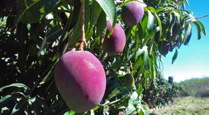 Bahia perderá R$ 400 milhões em frutas com tarifaço; manga será a mais afetada
