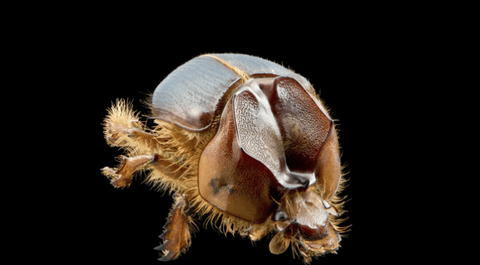 “Arretado”: besouro inédito é descoberto na Caatinga por pesquisadores do Cemafauna nas Dunas do São Francisco, no município de Casa Nova/BA
