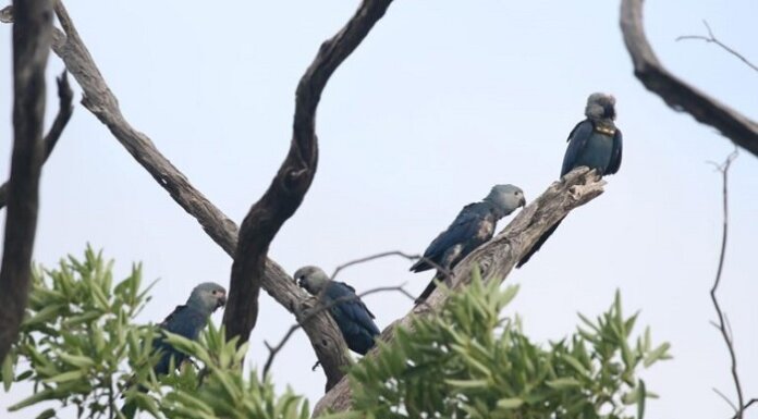 Ararinhas-azuis poderão ser retiradas da natureza em Curaçá para conter vírus