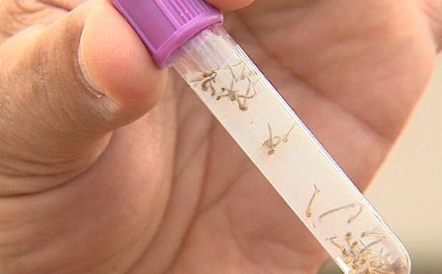 Secretaria de Saúde Ana Beatriz Lira comemora resultado positivo no combate ao mosquito Aedes aegypti; Orocó está classificado como zona verde