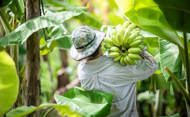 Santa Maria da Boa Vista é o maior produtor de banana do Brasil com 210 mil toneladas e R$ 378 milhões de movimentação, aponta IBGE