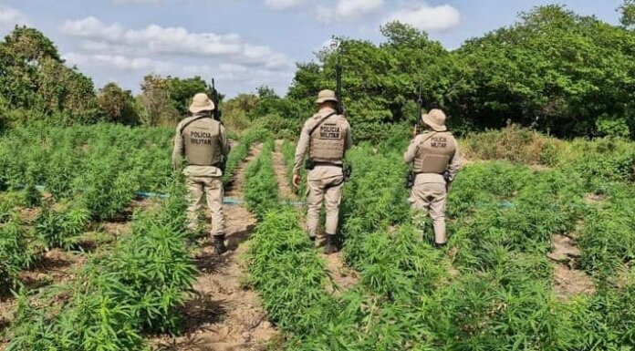 PM erradica mais de 50 mil pés de maconha na zona rural de Curaçá