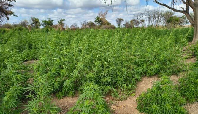 Polícia Destrói Plantação de Maconha com Mais de 45 Mil Pés em Ilha de Curaçá