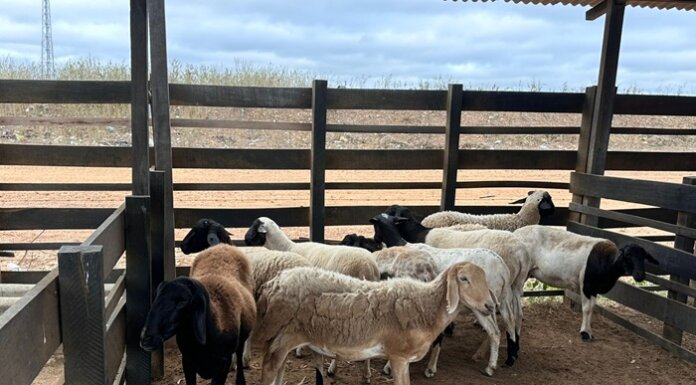 Prefeitura de Lagoa Grande, através da Seadi, abre inscrições para aquisição de milho pelo Balcão de Vendas da Conab