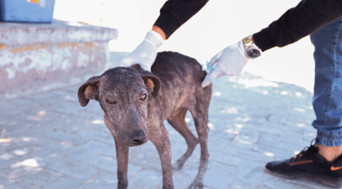 Campanha Antirrábica: Prefeitura de Casa Nova já vacinou mais de 4 mil animais