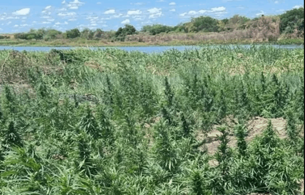 Plantação de maconha na Ilha do Cachaui de Baixo, zona rural de Belém do São Francisco