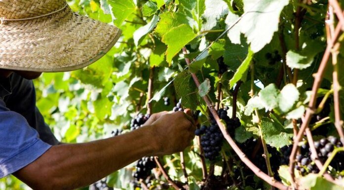 Trabalhadores rurais pedem fiscalização de empresas agrícolas do Vale do São Francisco por jornadas excessivas e abusos no período de safra